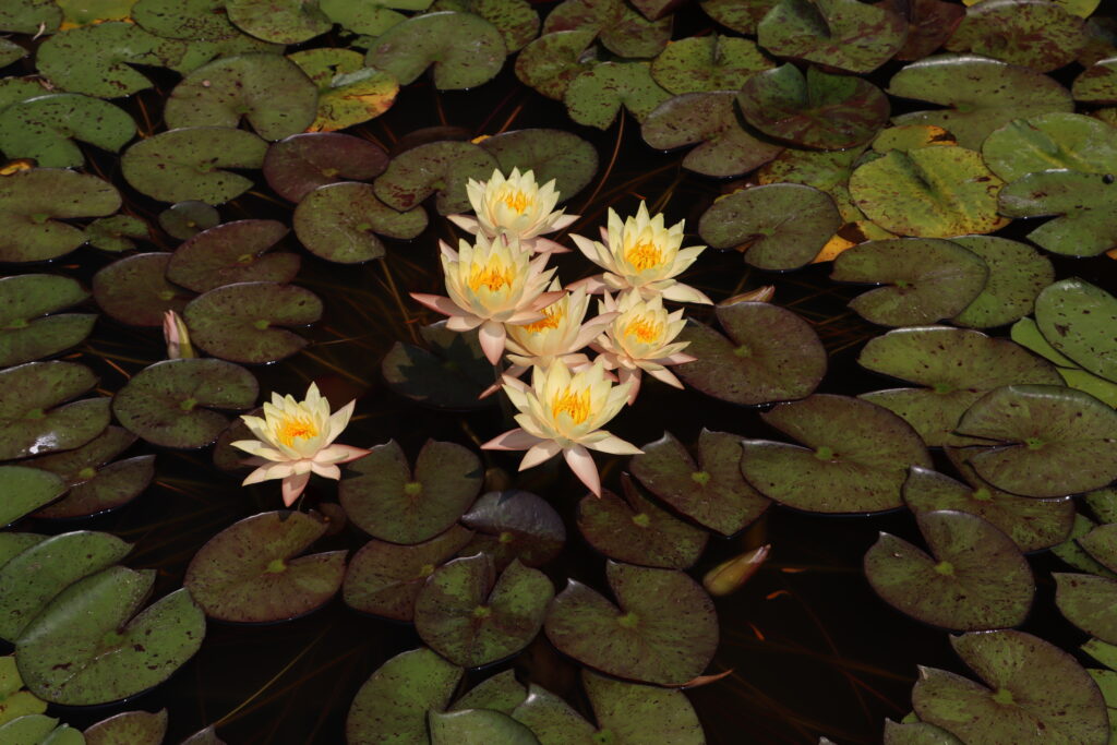 2022 Hardy Waterlily 01 - July 17 2022