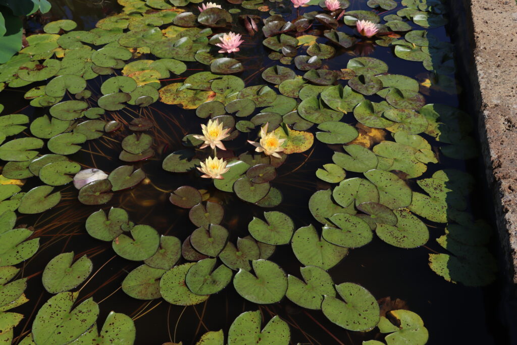 2022 Hardy Waterlily 01 - July 27 2022
