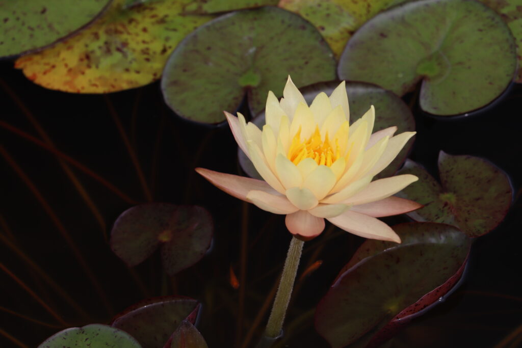 2022 Hardy Waterlily 01 - July 29 2022
