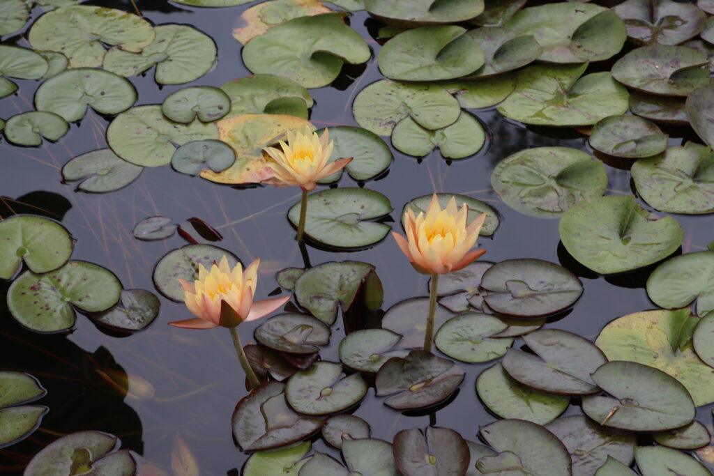 2022 Hardy Waterlily 01 - August 15 2022