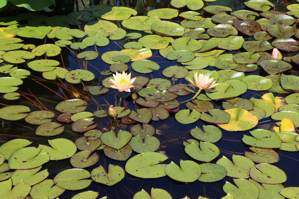 2022 Hardy Waterlily 01 - August 20 2022