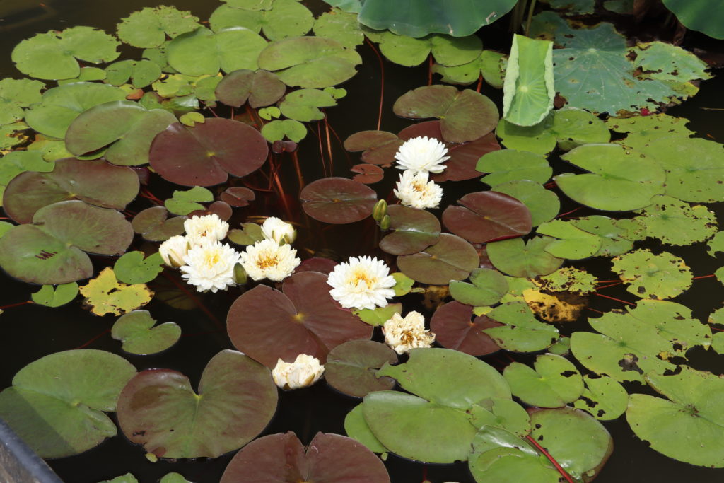2022 Hardy Waterlily 02 - June 23 2022
