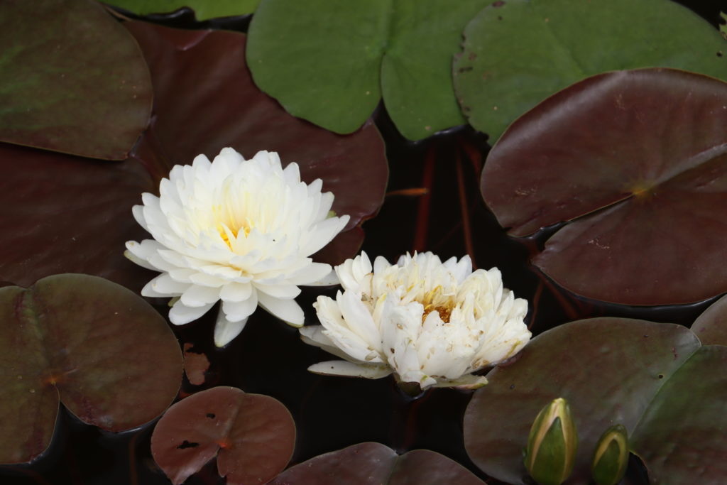 2022 Hardy Waterlily 02 - June 23 2022