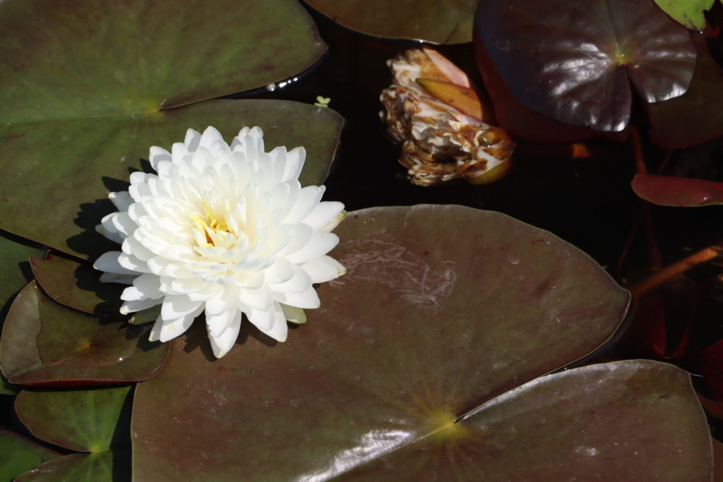 2022 Hardy Waterlily 02 - June 30 2022
