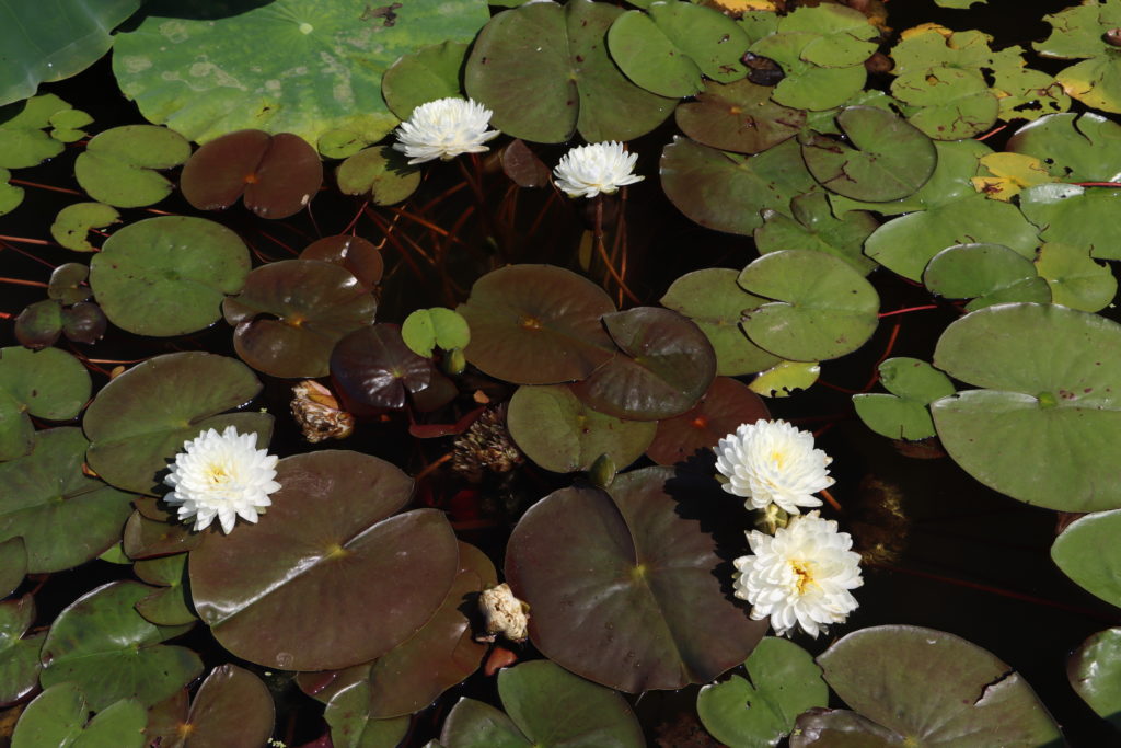 2022 Hardy Waterlily 02 - June 30 2022