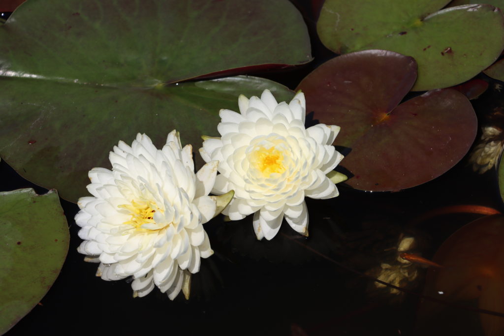 2022 Hardy Waterlily 02 - July 03 2022