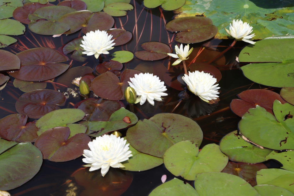 2022 Hardy Waterlily 02 - July 04 2022