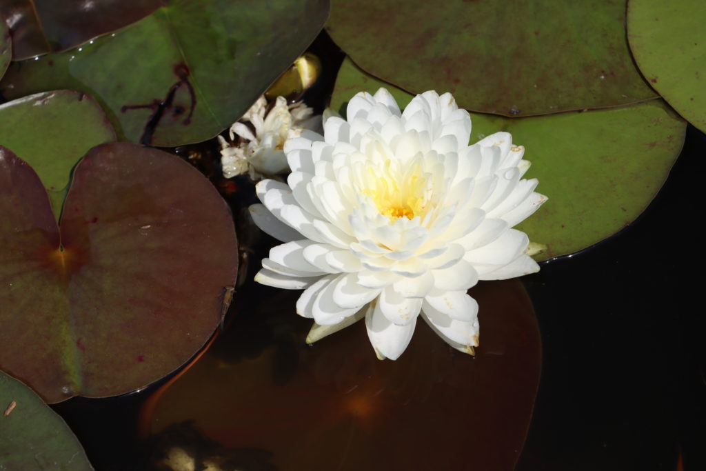 2022 Hardy Waterlily 02 - July 04 2022