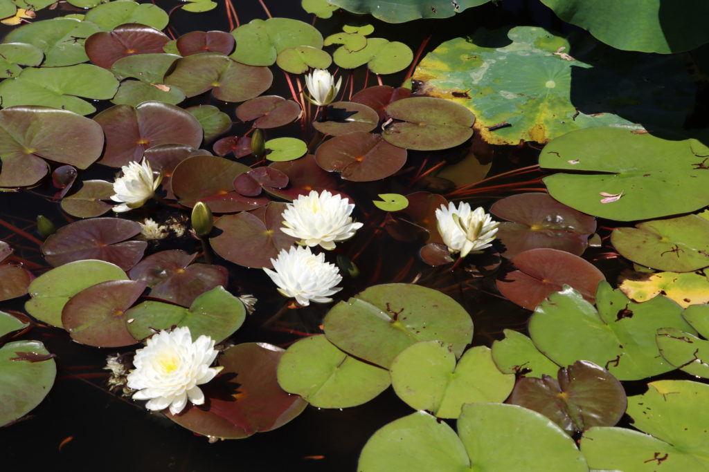 2022 Hardy Waterlily 02 - July 05 2022