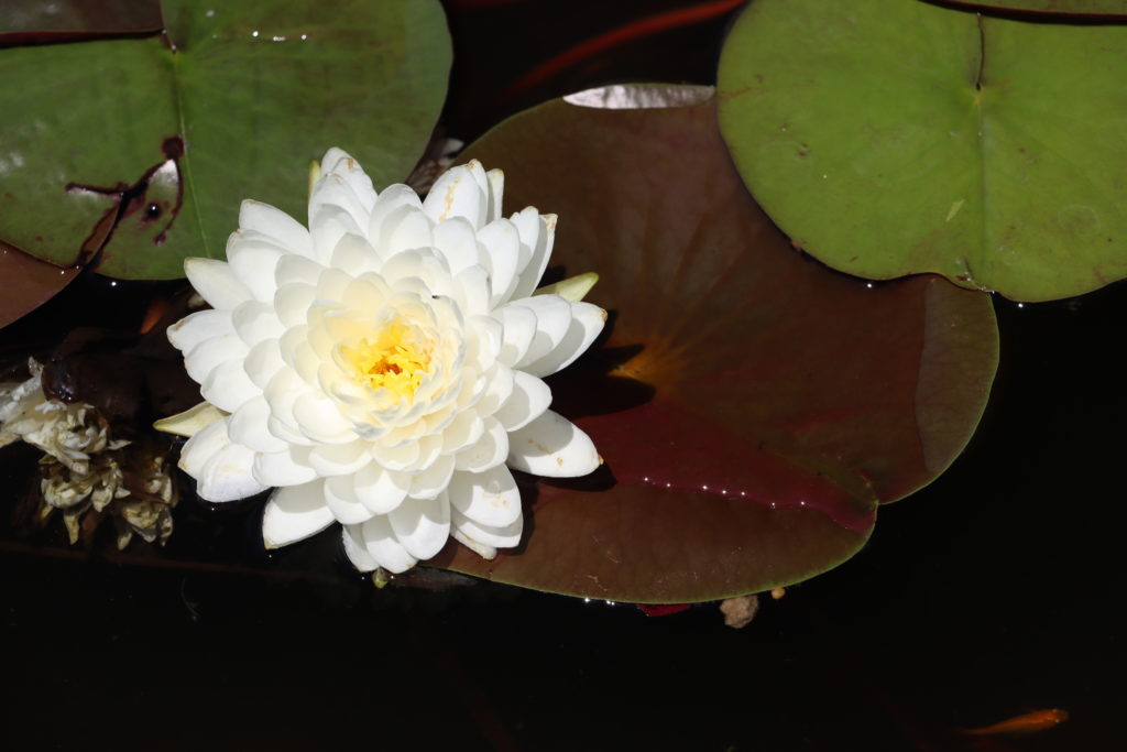2022 Hardy Waterlily 02 - July 05 2022