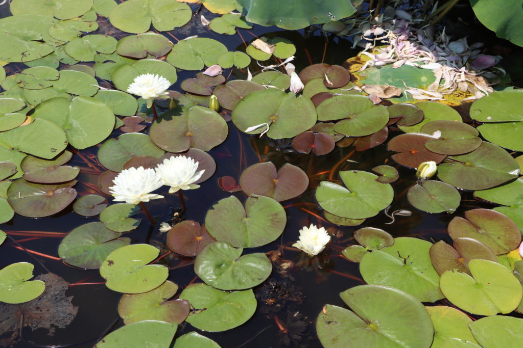 2022 Hardy Waterlily 02 - July 12 2022