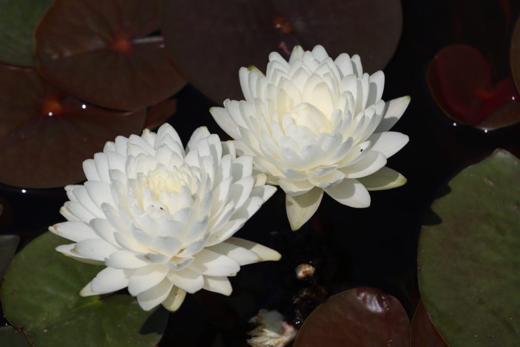 2022 Hardy Waterlily 02 - July 12 2022