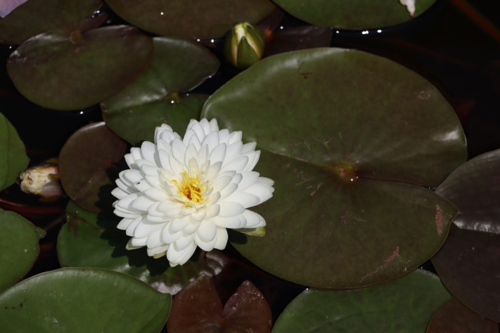 2022 Hardy Waterlily 02 - July 12 2022