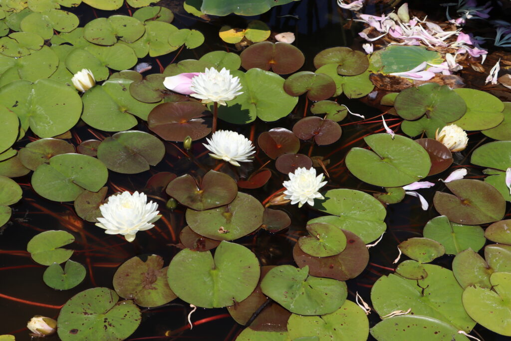 2022 Hardy Waterlily 02 - July 16 2022
