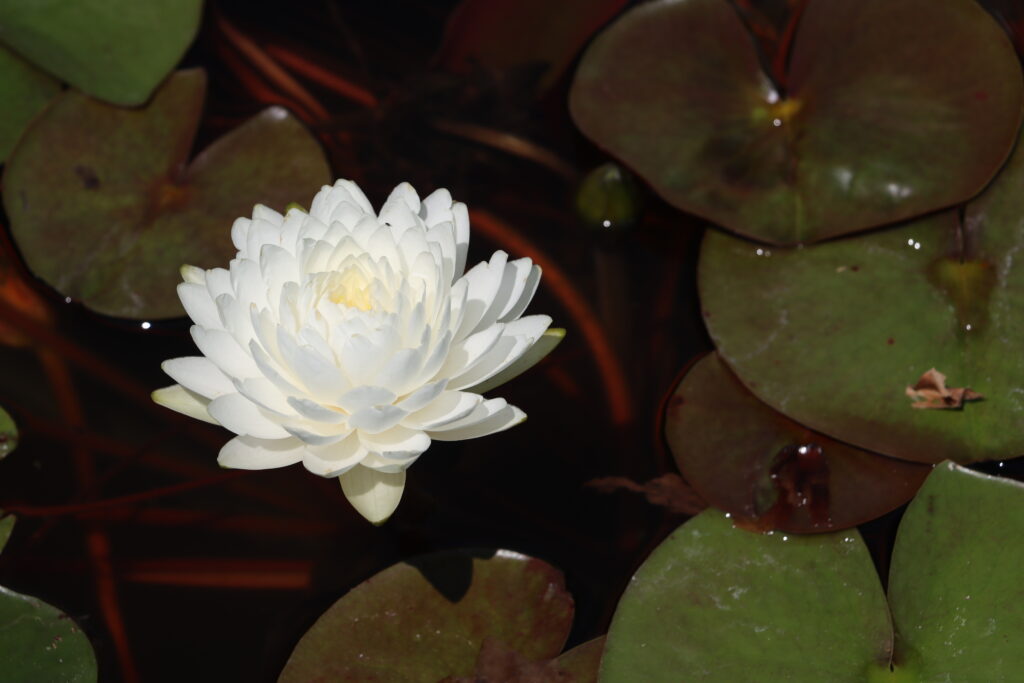 2022 Hardy Waterlily 02 - July 16 2022