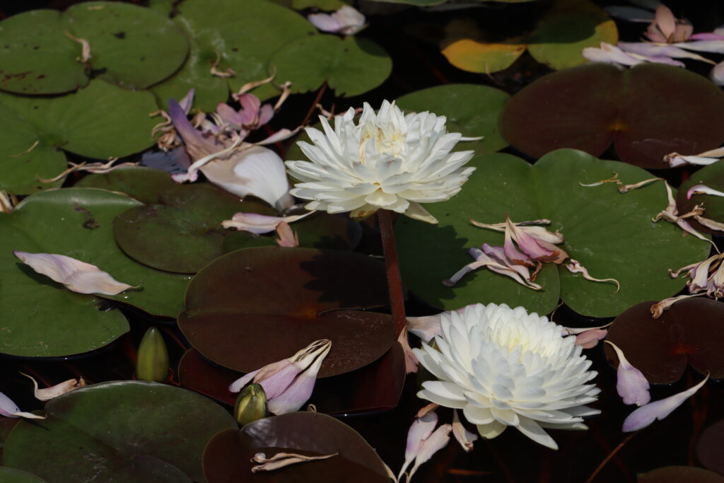 2022 Hardy Waterlily 02 - July 17 2022