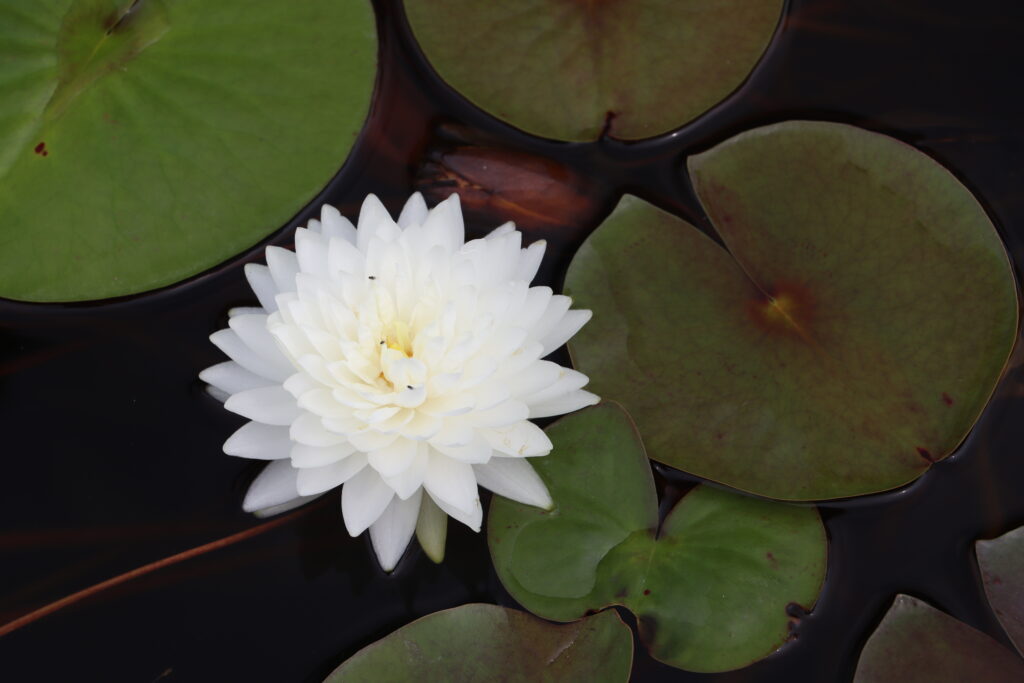 2022 Hardy Waterlily 02 - July 29 2022
