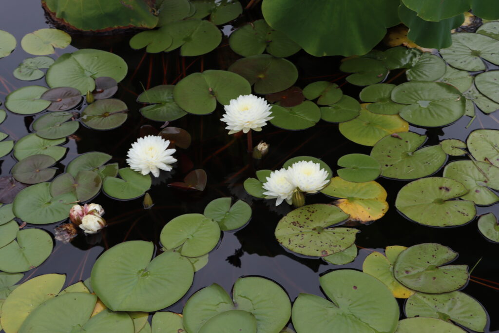 2022 Hardy Waterlily 02 - August 15 2022