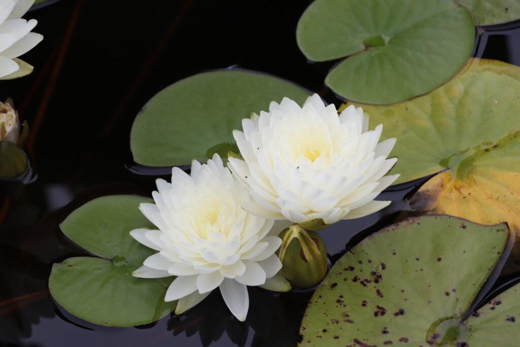 2022 Hardy Waterlily 02 - August 15 2022