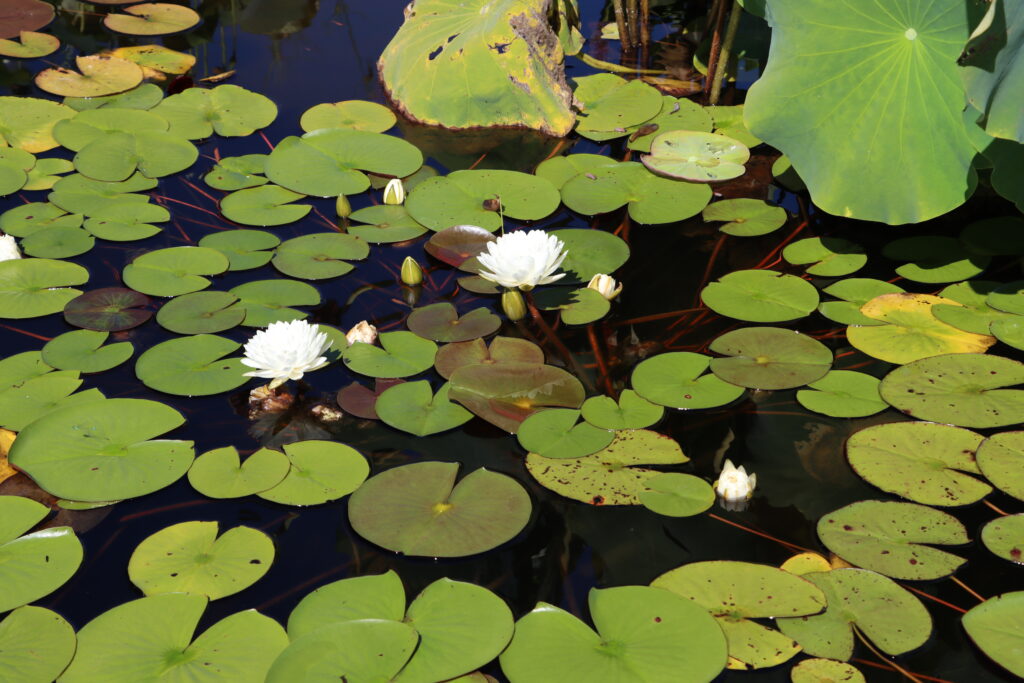 2022 Hardy Waterlily 02 - August 20 2022
