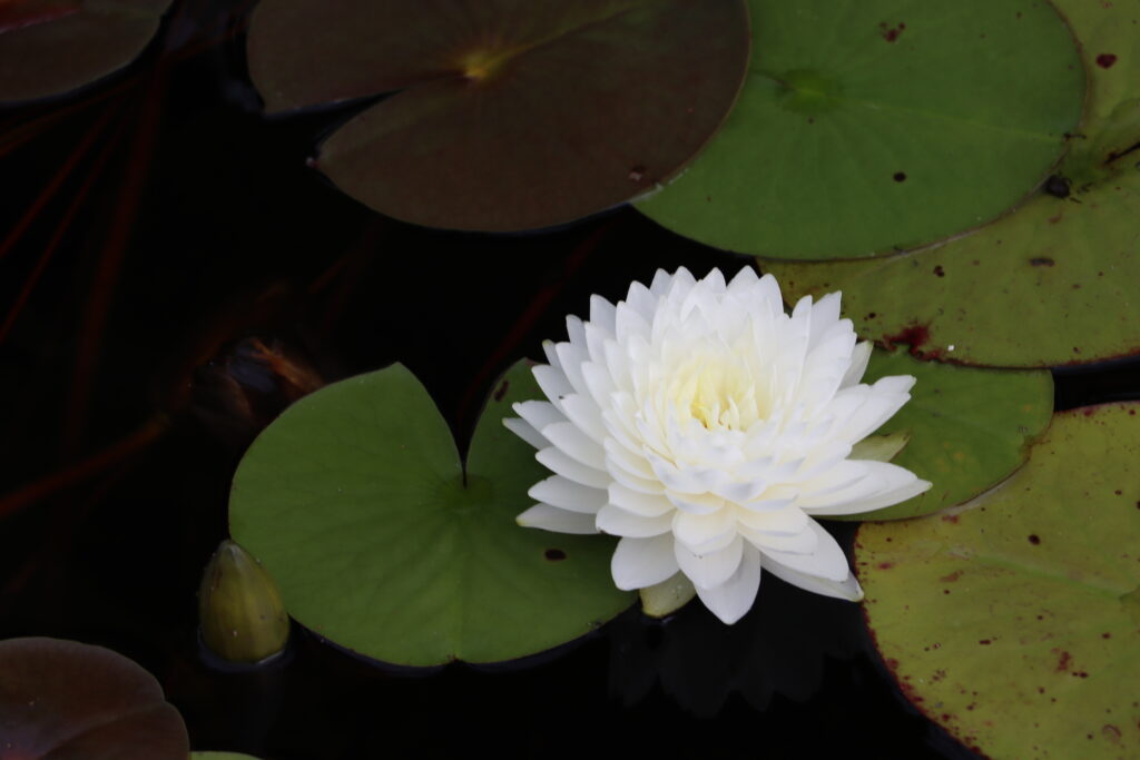 2022 Hardy Waterlily 02 - August 30 2022