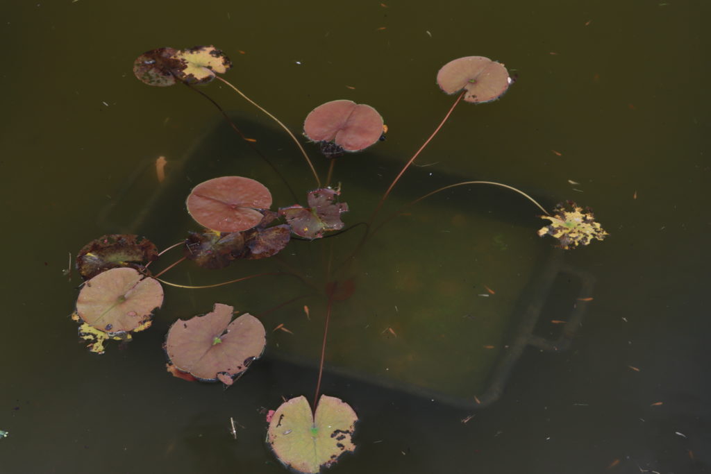 2022 Hardy Waterlily 03 - June 23 2022