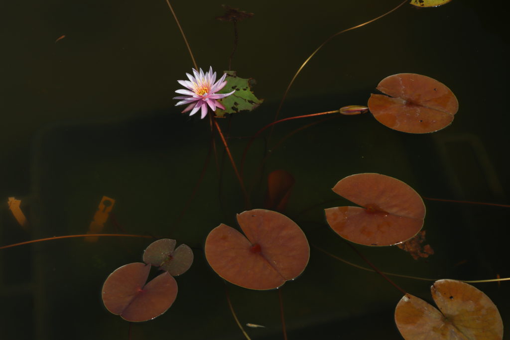 2022 Hardy Waterlily 03 - July 04 2022