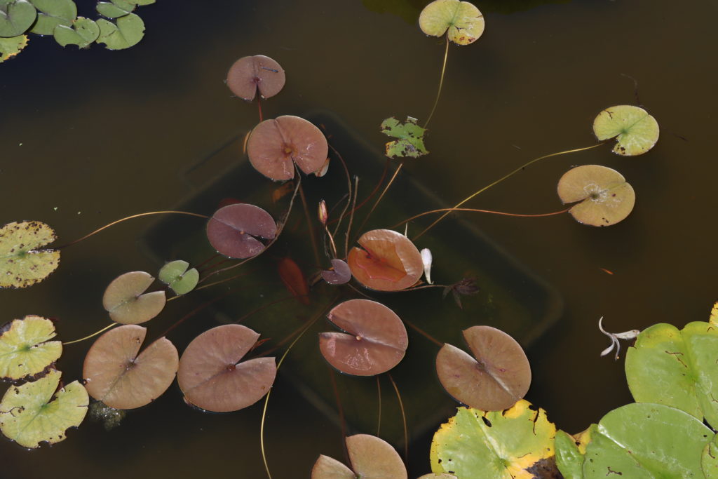 2022 Hardy Waterlily 03 - July 12 2022