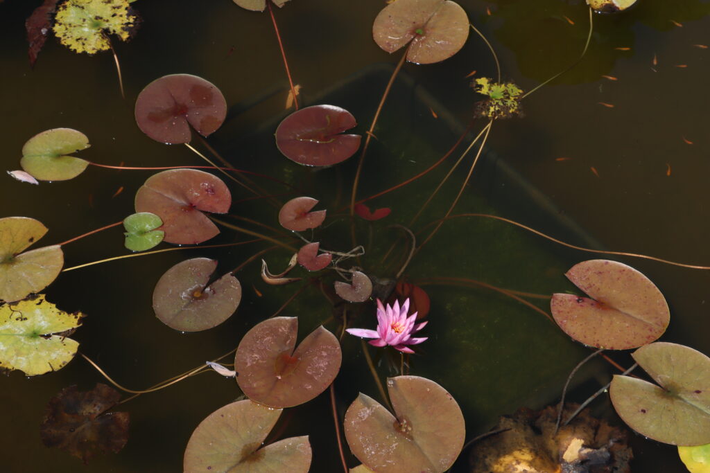 2022 Hardy Waterlily 03 - July 16 2022
