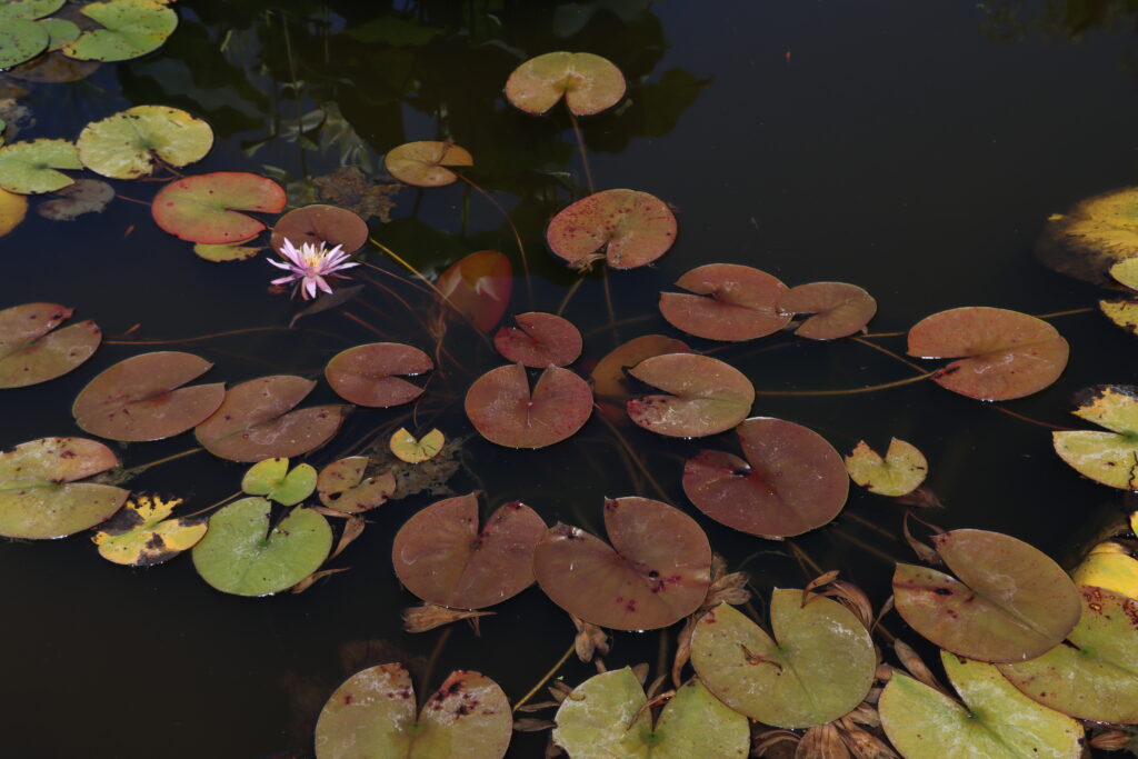 2022 Hardy Waterlily 03 - August 01 2022
