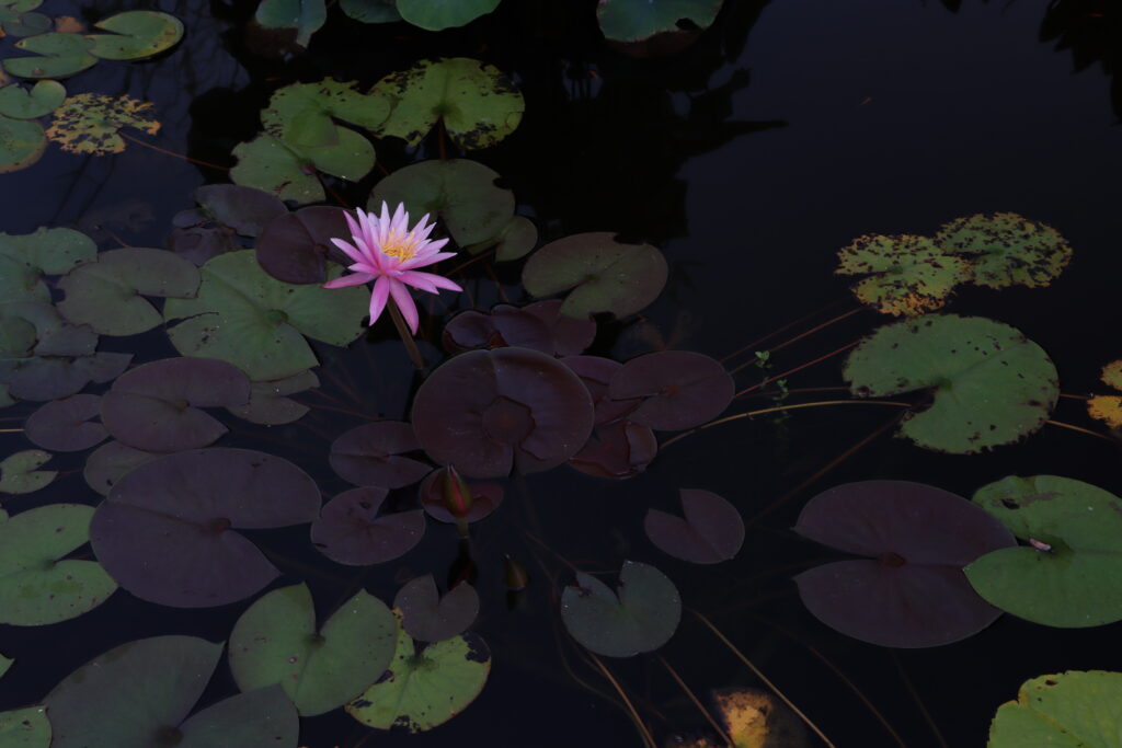 2022 Hardy Waterlily 03 - August 30 2022