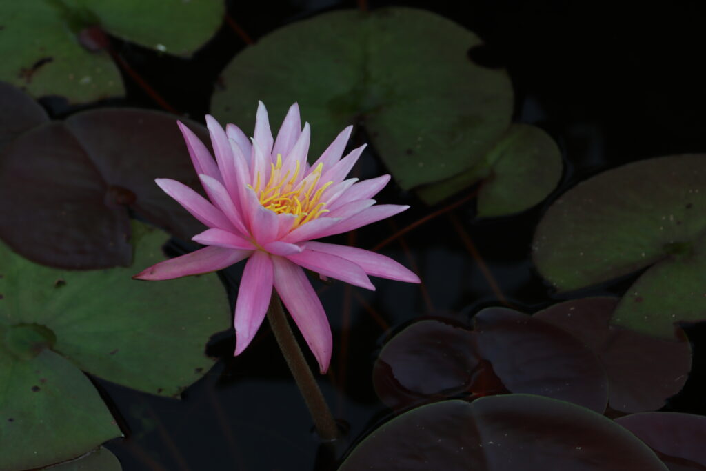 2022 Hardy Waterlily 03 - August 30 2022