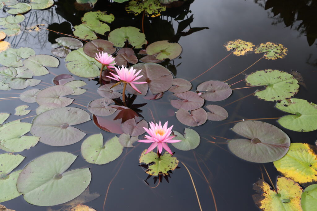 2022 Hardy Waterlily 03 - September 02 2022