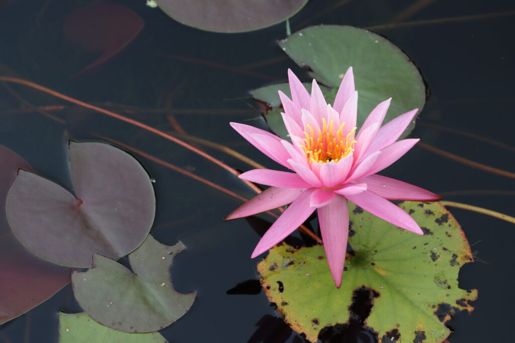 2022 Hardy Waterlily 03 - September 02 2022