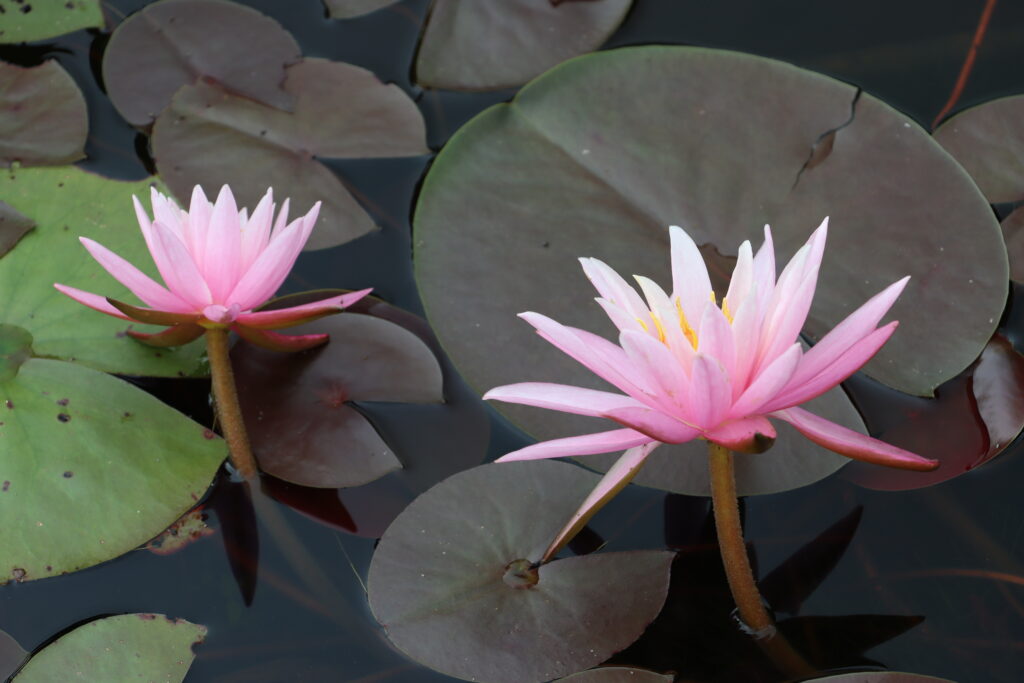 2022 Hardy Waterlily 03 - September 02 2022