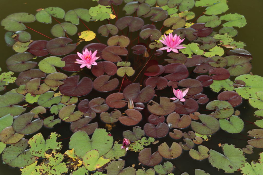 2022 Hardy Waterlily 04 - June 23 2022