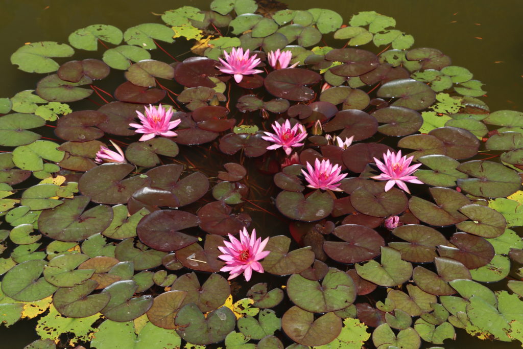 2022 Hardy Waterlily 04 - June 30 2022