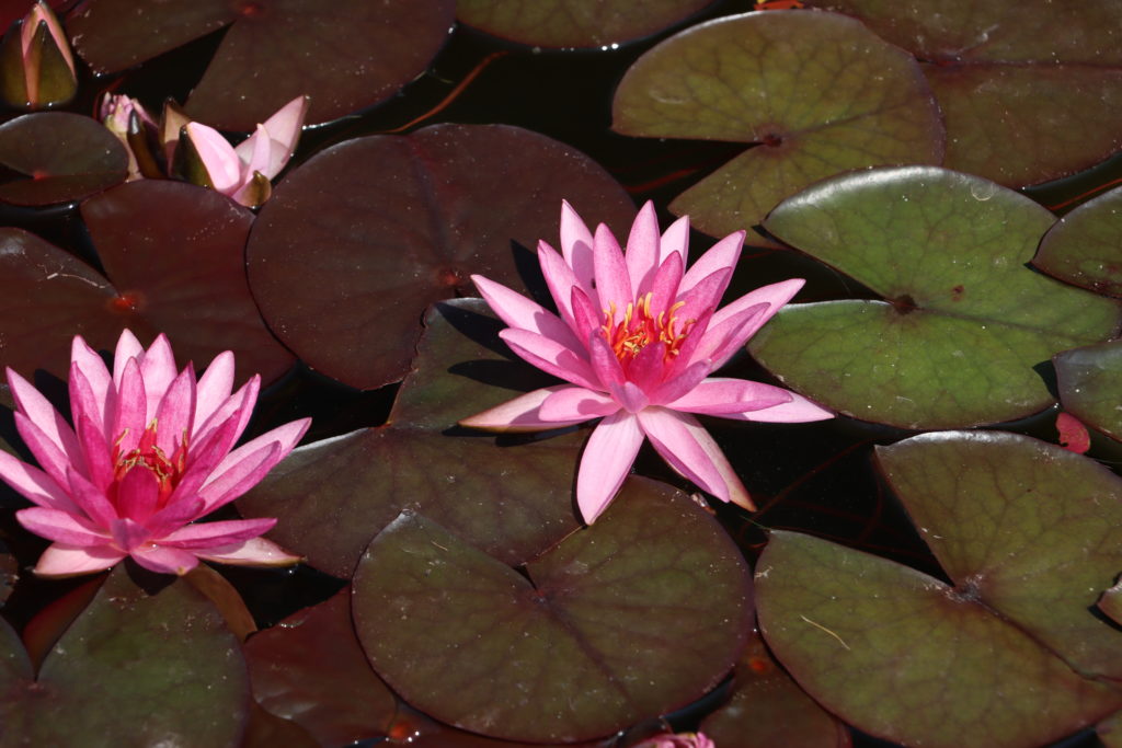 2022 Hardy Waterlily 04 - June 30 2022