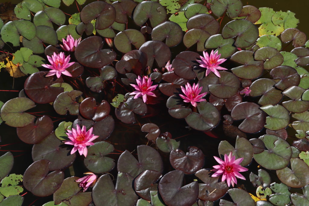 2022 Hardy Waterlily 04 - June 30 2022