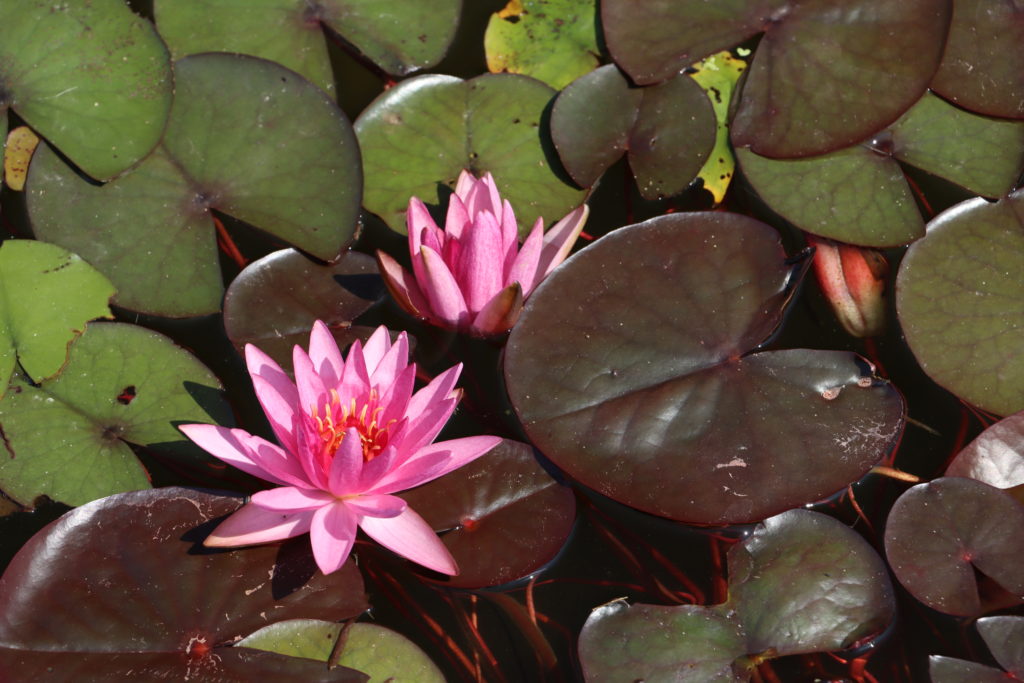 2022 Hardy Waterlily 04 - June 30 2022