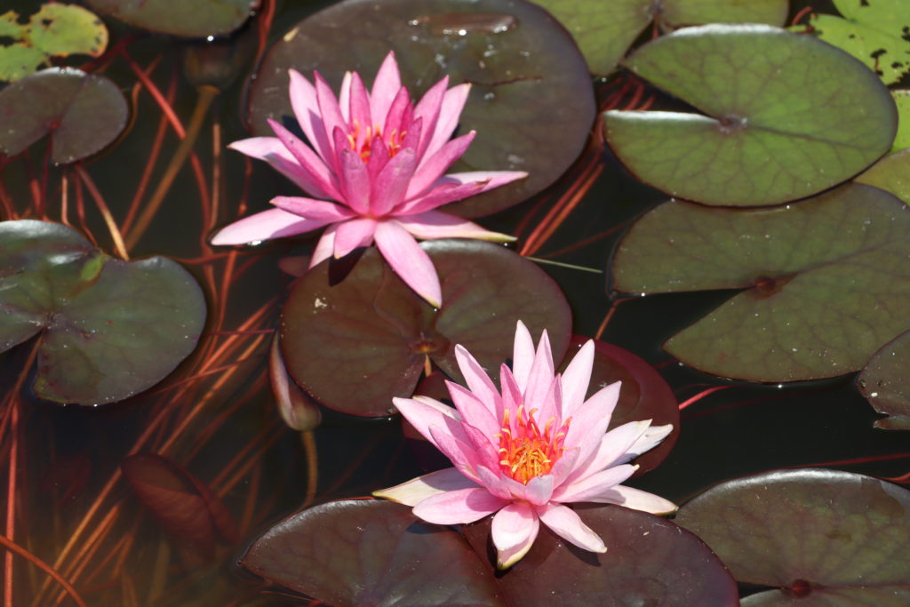 2022 Hardy Waterlily 04 - July 03 2022
