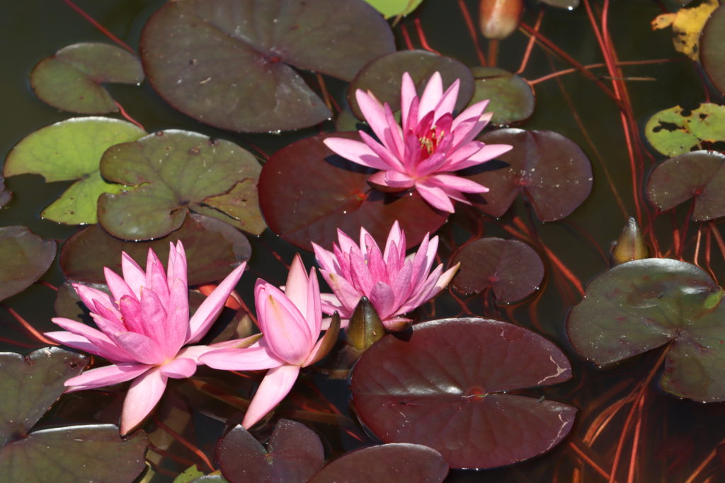 2022 Hardy Waterlily 04 - July 03 2022