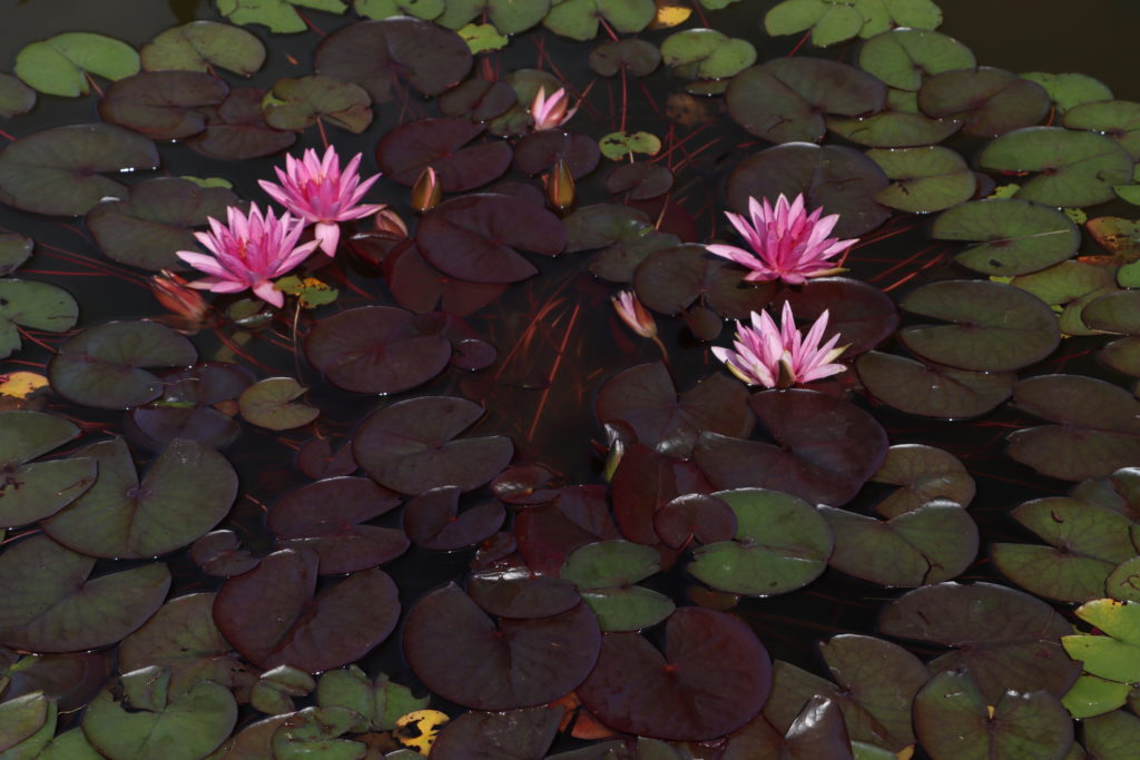 2022 Hardy Waterlily 04 - July 04 2022
