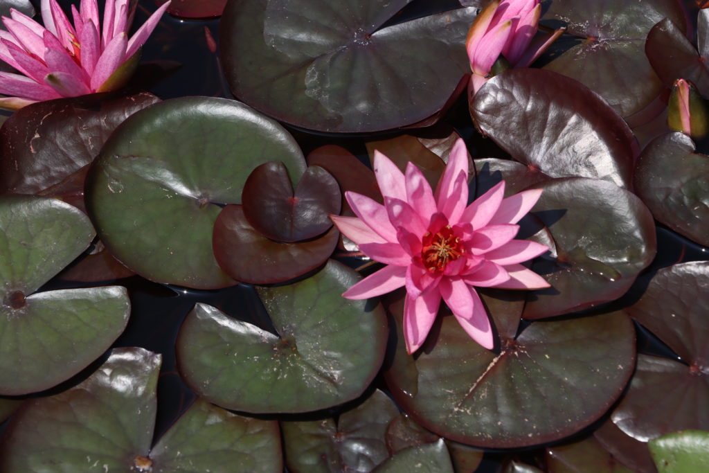 2022 Hardy Waterlily 04 - July 12 2022