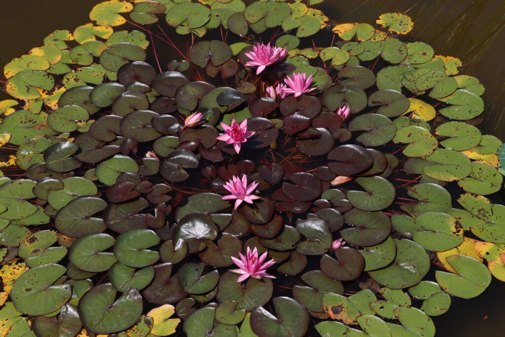 2022 Hardy Waterlily 04 - July 16 2022