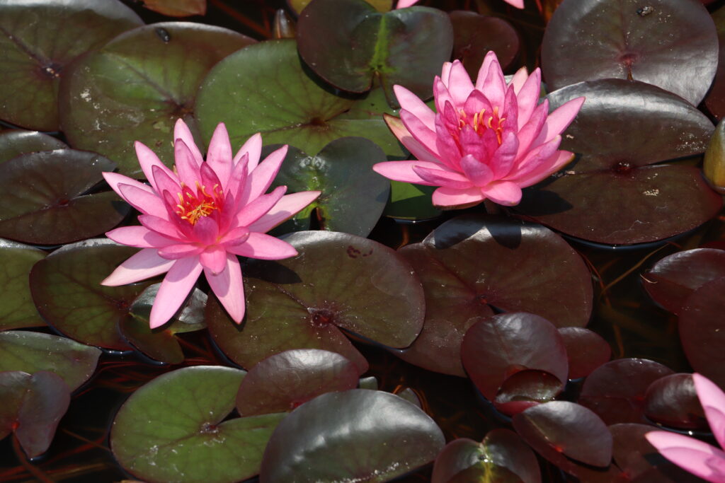 2022 Hardy Waterlily 04 - July 17 2022