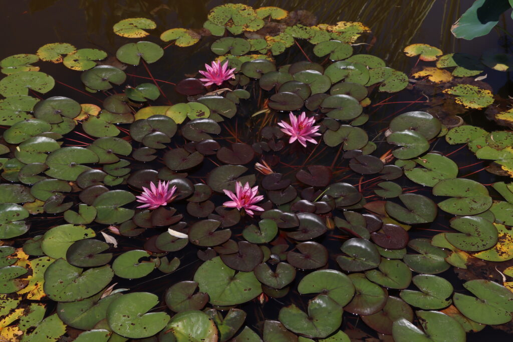 2022 Hardy Waterlily 04 - July 26 2022