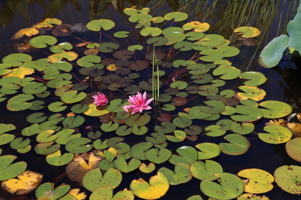 2022 Hardy Waterlily 04 - August 20 2022