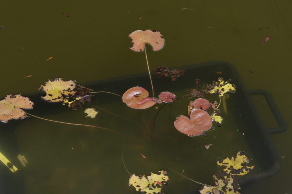 2022 Hardy Waterlily 05 - June 23 2022