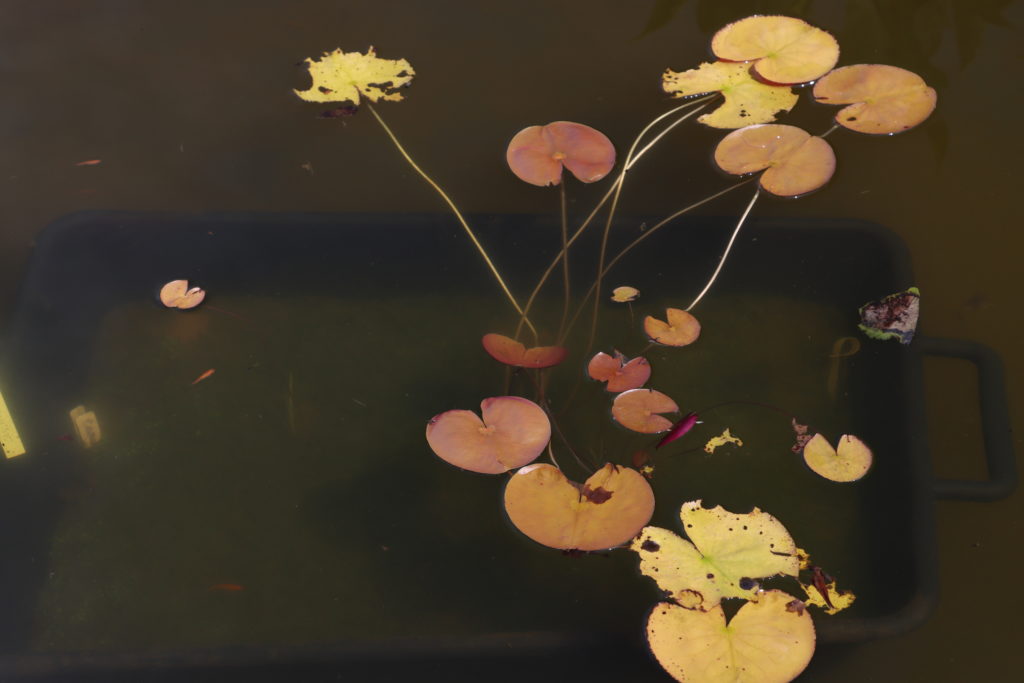 2022 Hardy Waterlily 05 - July 04 2022